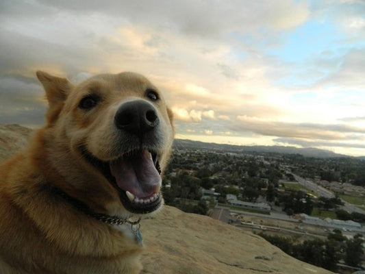Pet Oral Health Backed by Science: Why Daily Bacterial Control Matters